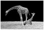 giraffe, neck, animal