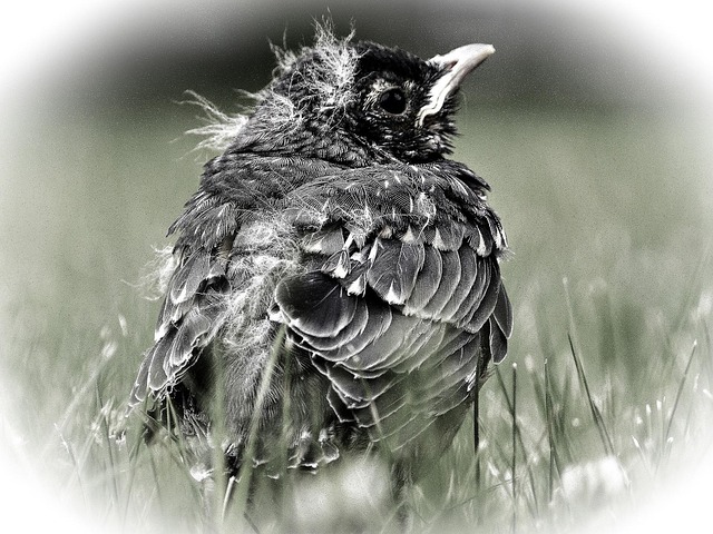Free Bird Chick photo and picture