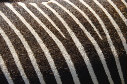 Zebra, Textur, Natur, Streifen, Tier