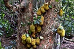 jack, fruits, tree