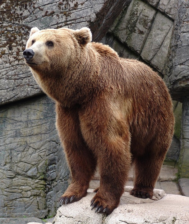 Bear Animal Wildlife - Free photo on Pixabay - Pixabay