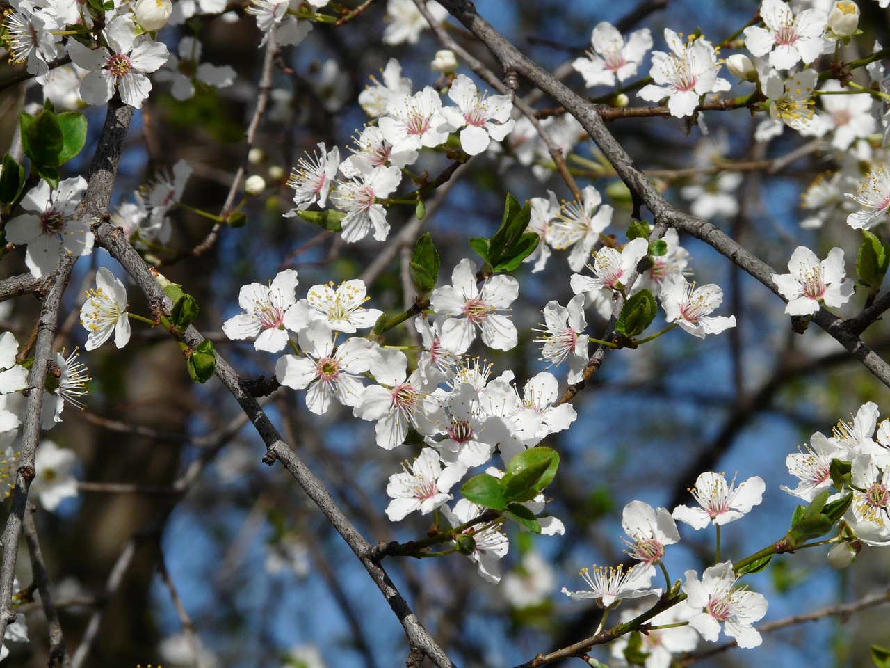 野生のプラム 花 木 Pixabayの無料写真