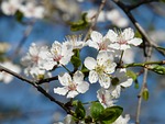 wild plum, blossom, bloom