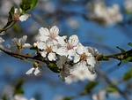 wild plum, blossom, bloom