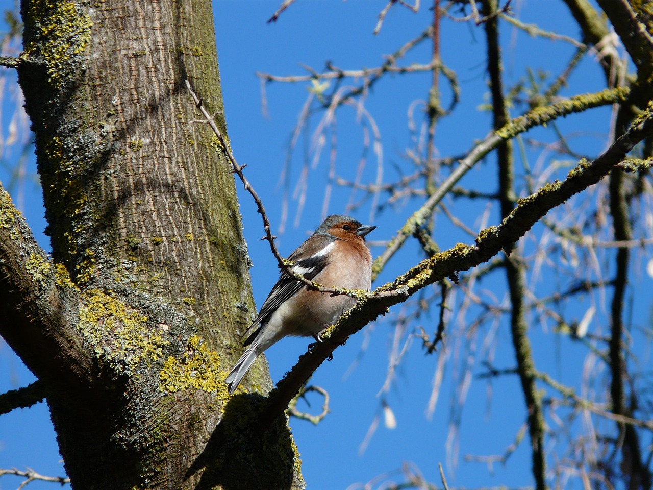 Finch Bird Tree Free photo on Pixabay Pixabay