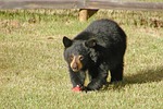 bear, animal, young
