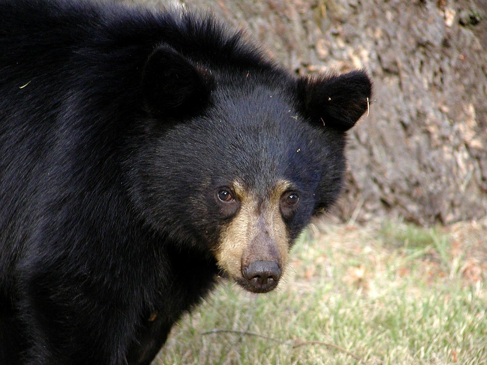 Black Bear Animal Wildlife · Free photo on Pixabay