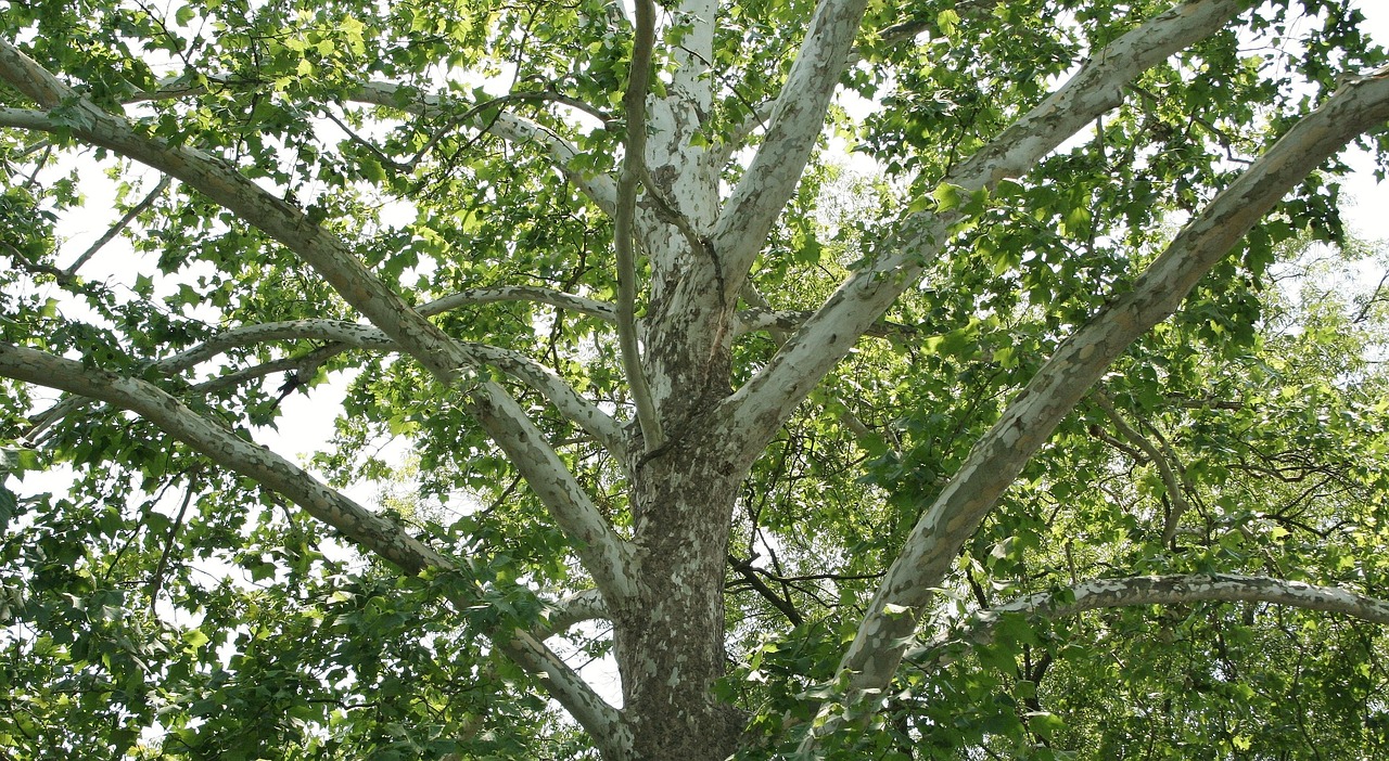 How to Grow Sycamore Growing and Caring for Sycamores