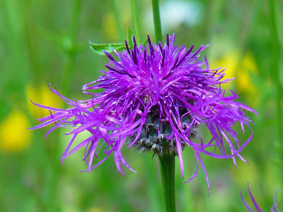 Flockenblume Violett Wiesenblume Kostenloses Foto auf Pixabay Pixabay