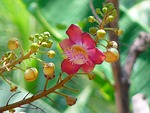 cannon ball tree, blossom, bloom