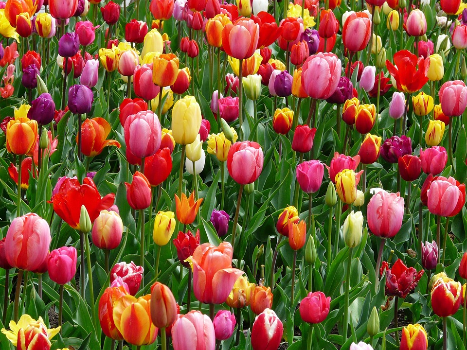 Tulpen Blumen Bl ten Kostenloses Foto Auf Pixabay Tulpen Blumen Bl ten Kostenloses Foto Auf Pixabay