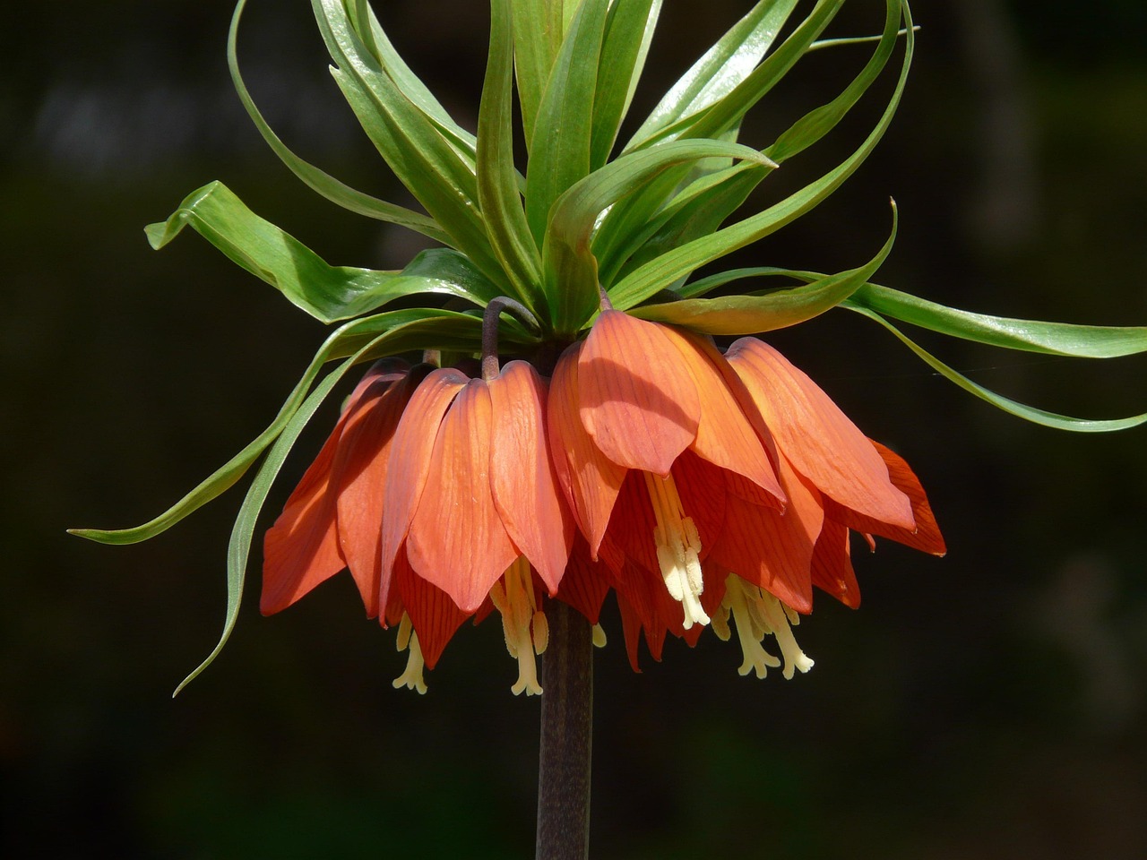imperial crown, fritillaria imperialis, nature, flower background, fritillaria, lilies, liliaceae, poisonous, herbaceous plant, plant, flower wallpaper, flora, beautiful flowers, orange, green, exotic, flower, blossom, bloom