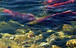 sockeye salmon, adams river, spawning