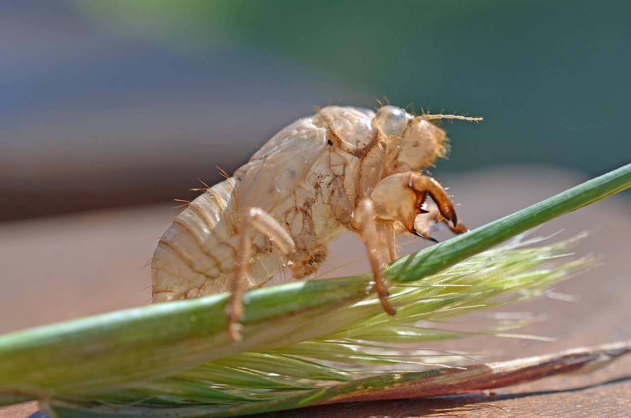 Insect Covering Leaf - Free photo on Pixabay - Pixabay