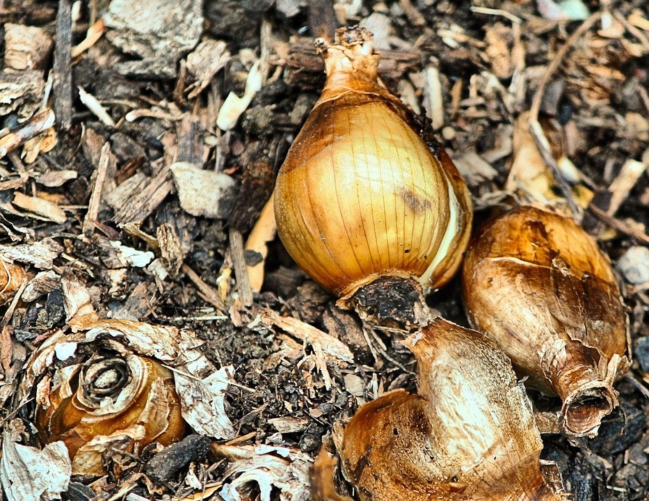 Bulbs Daffodil Root · Free photo on Pixabay