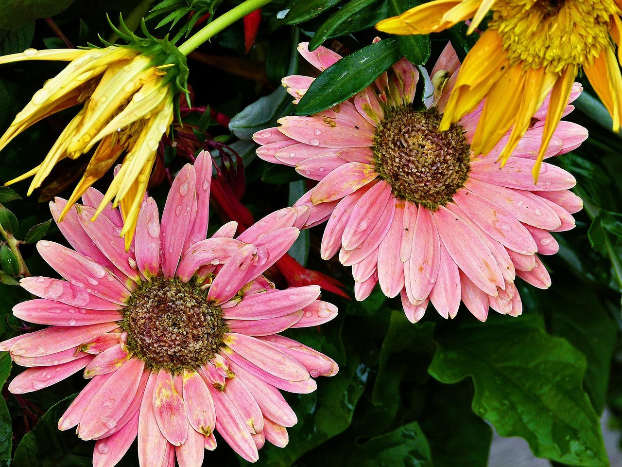 花 非洲菊 粉色的 - Pixabay上的免费照片 - Pixabay