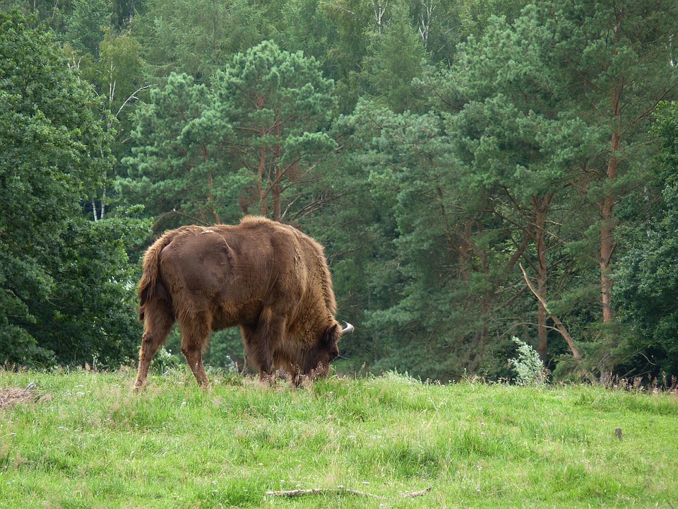 Mecklembourg Poméranie Occidentale Photo gratuite sur Pixabay Pixabay