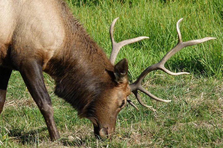 エルク&動物に関する400以上の無料写真 - Pixabay