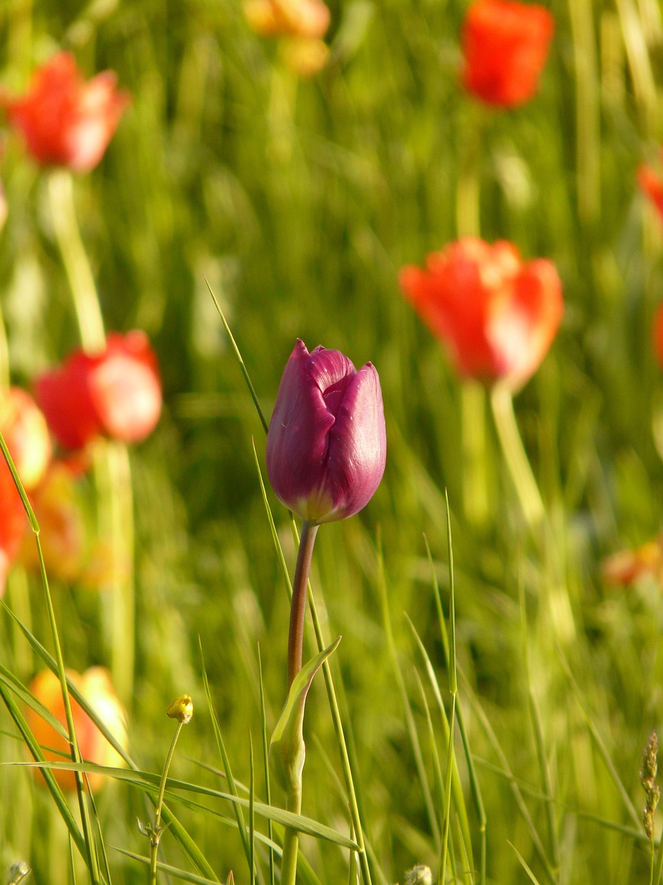 Bunga Tulp Lampu Backlighting - Foto gratis di Pixabay - Pixabay