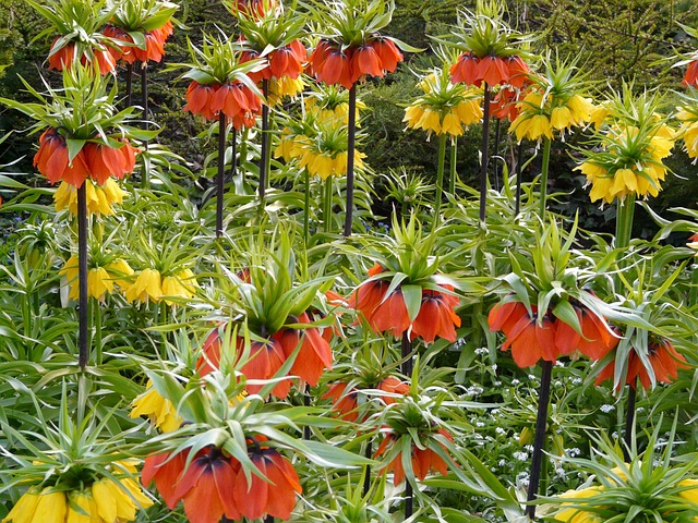 Kejserlig Krone, Blomst, Blomstre