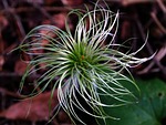 golden clematis, old man's beard, russian virgin's bower