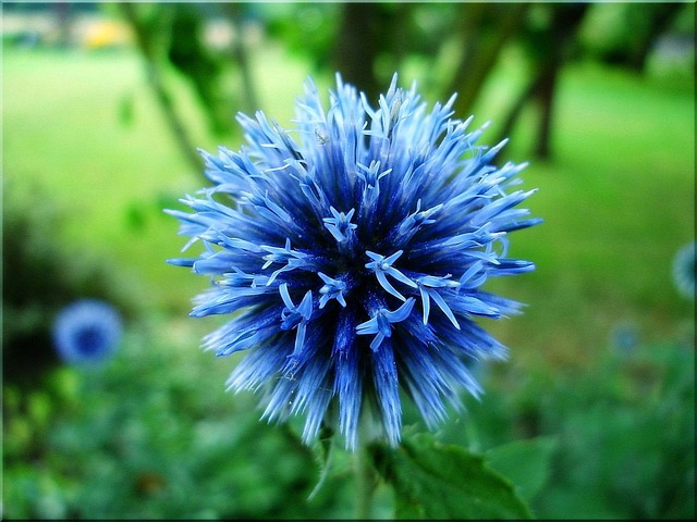 Kugeldistel, Blau, Garten, Natur