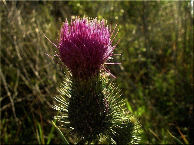 Morgenlicht, Stimmung, Distel