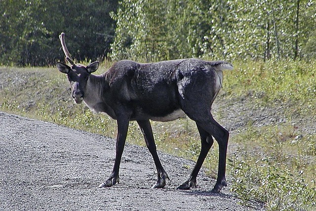 caribou, antler, wild, wildlife, animal, cervidae, canadien rockies, nature, wilderness, deer, caribou, caribou, caribou, caribou, caribou