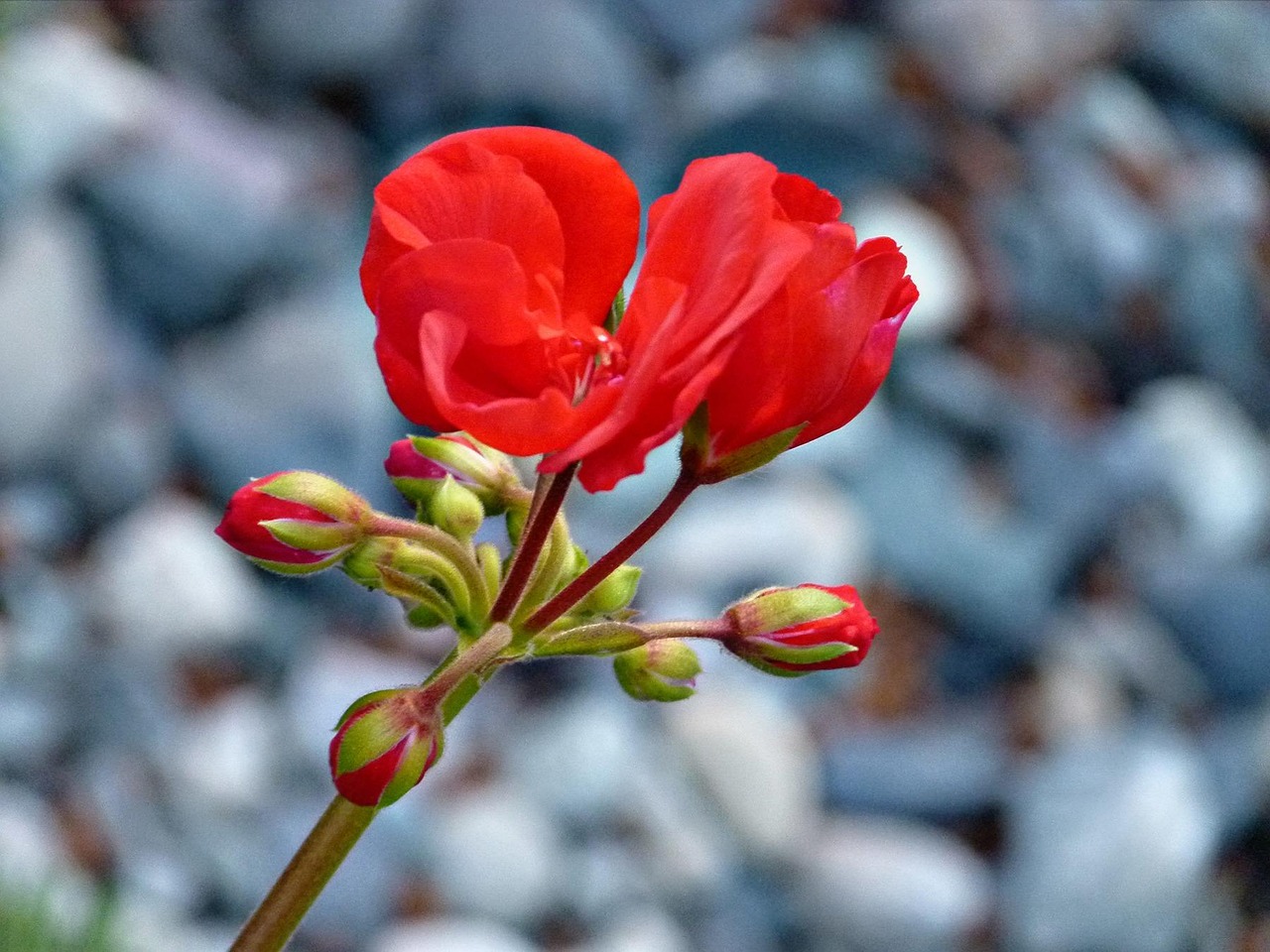 Geranium Rood Bloem - Gratis foto op Pixabay - Pixabay