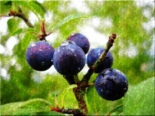Schlehen, Natur, Blau, Regentropfen