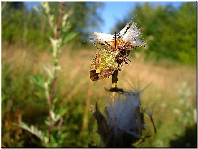 Wanze, Distel, Wiese, Sommer, Natur