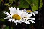 ox eyed daisy, wildflower, nature