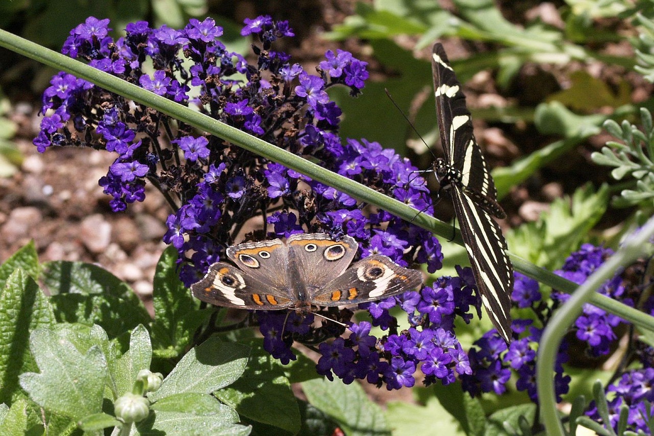 Butterflies - free online jigsaw puzzle photo