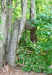 crooked tree, horizontal trunk, anomaly