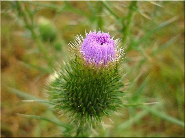 Distel, Stachelig, Natur, Sommer, Lila