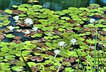 white water lilies, pond, floating
