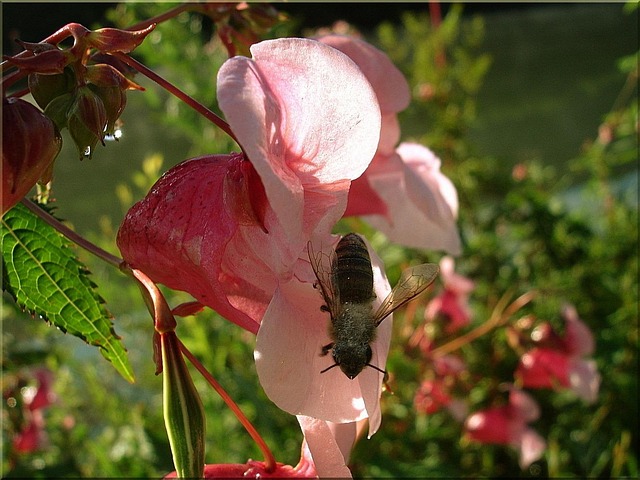 Blüte, Nahaufnahme, Biene, Insekt