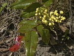 english holly, plant, bloom