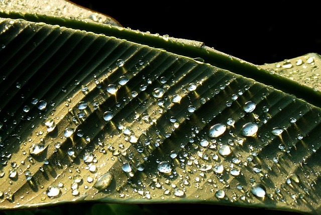 Free Banana Tree Garden photo and picture