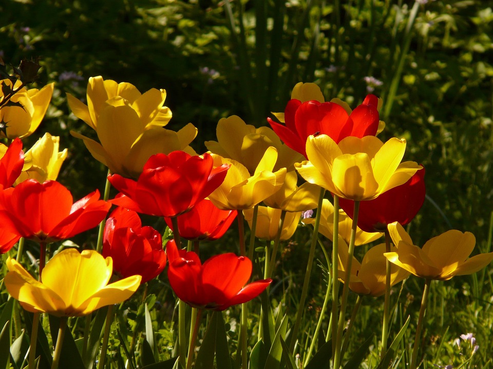 tulips-54045_960_720.jpg