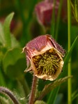 avens, pointed flower, blossom