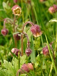 avens, pointed flower, blossom