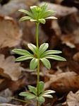 woodruff, leaf, stalk
