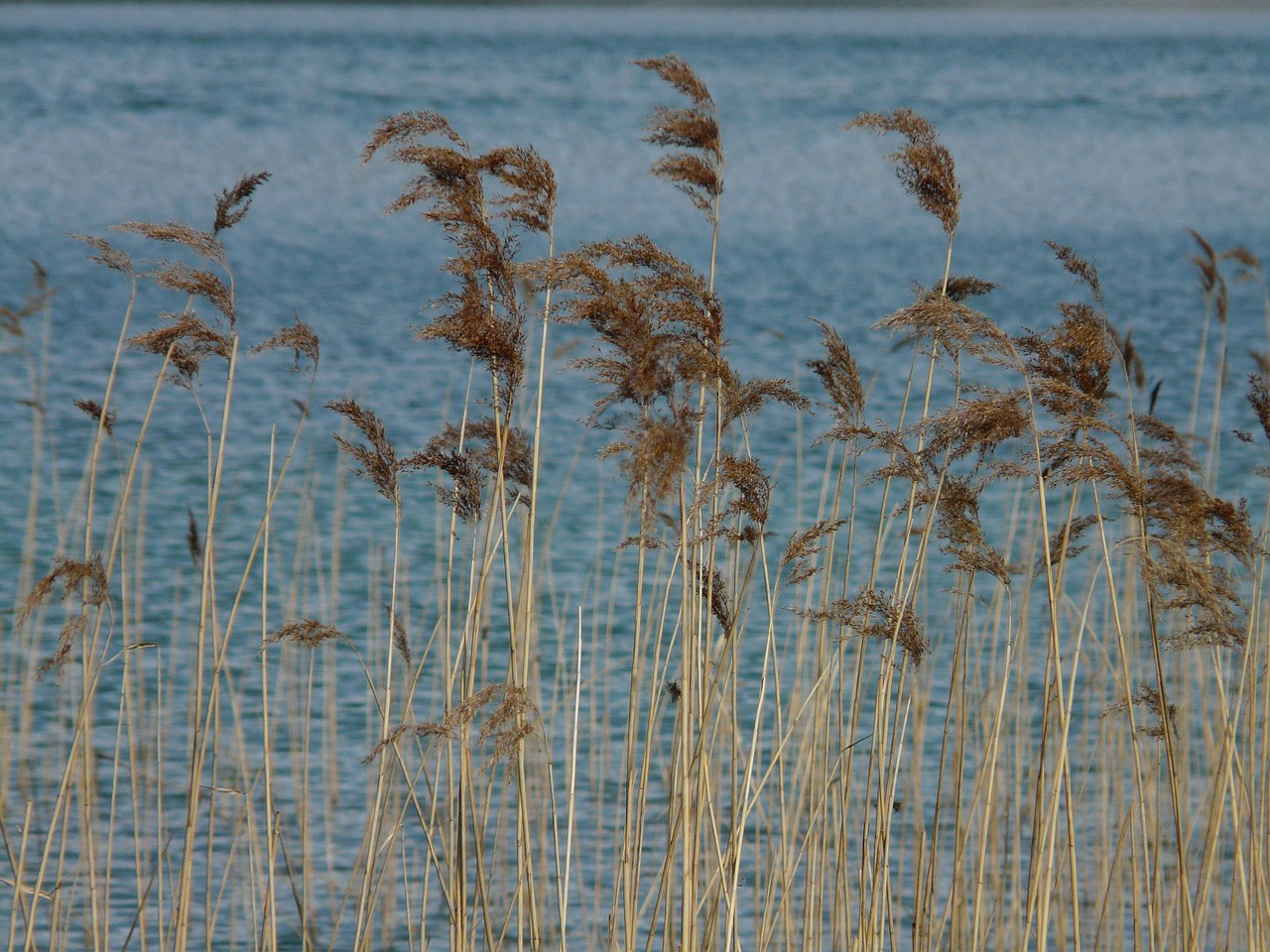 Reed Phragmites Australis - Free photo on Pixabay - Pixabay