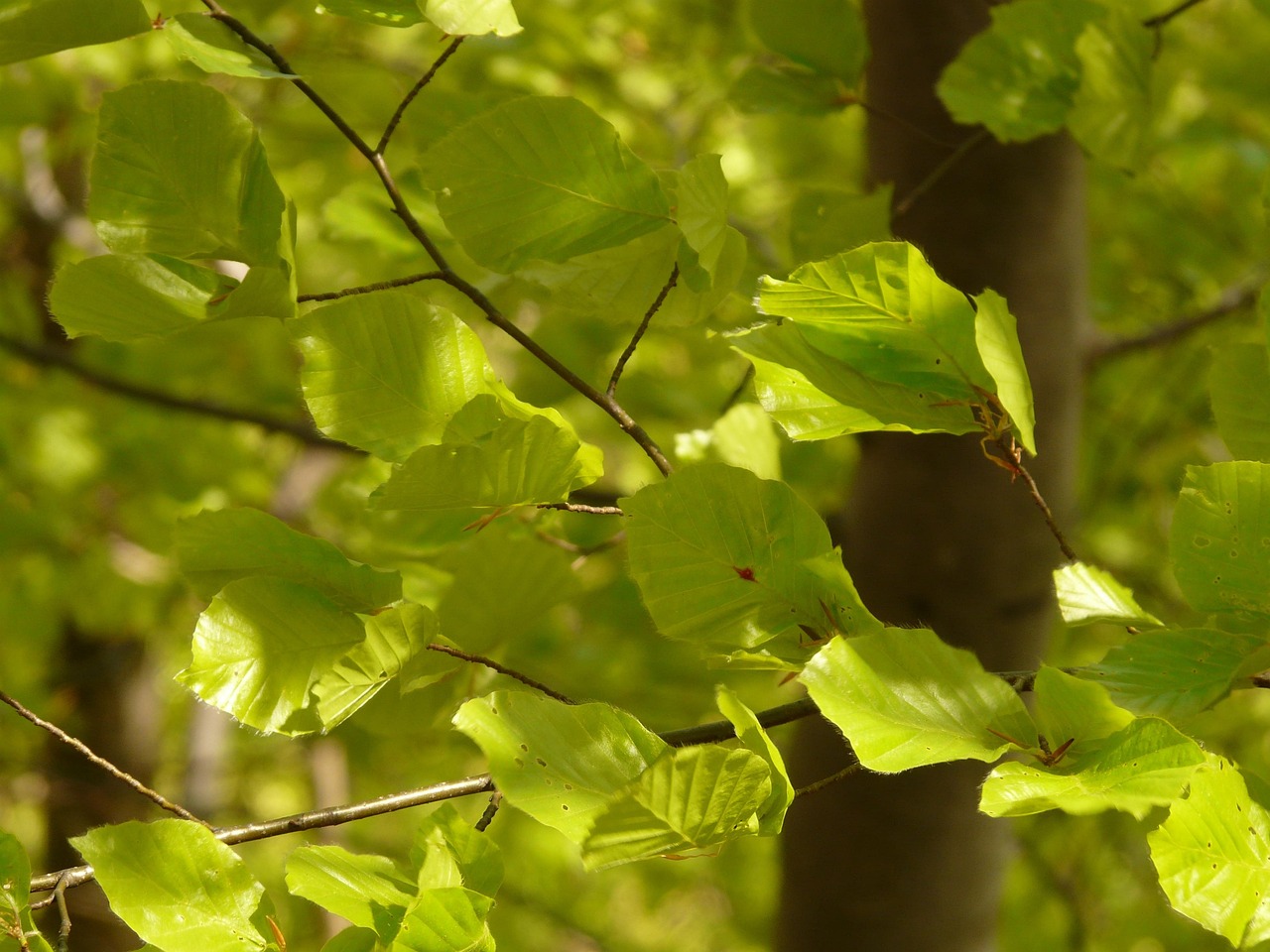 100-free-fagus-fagus-sylvatica-photos-pixabay
