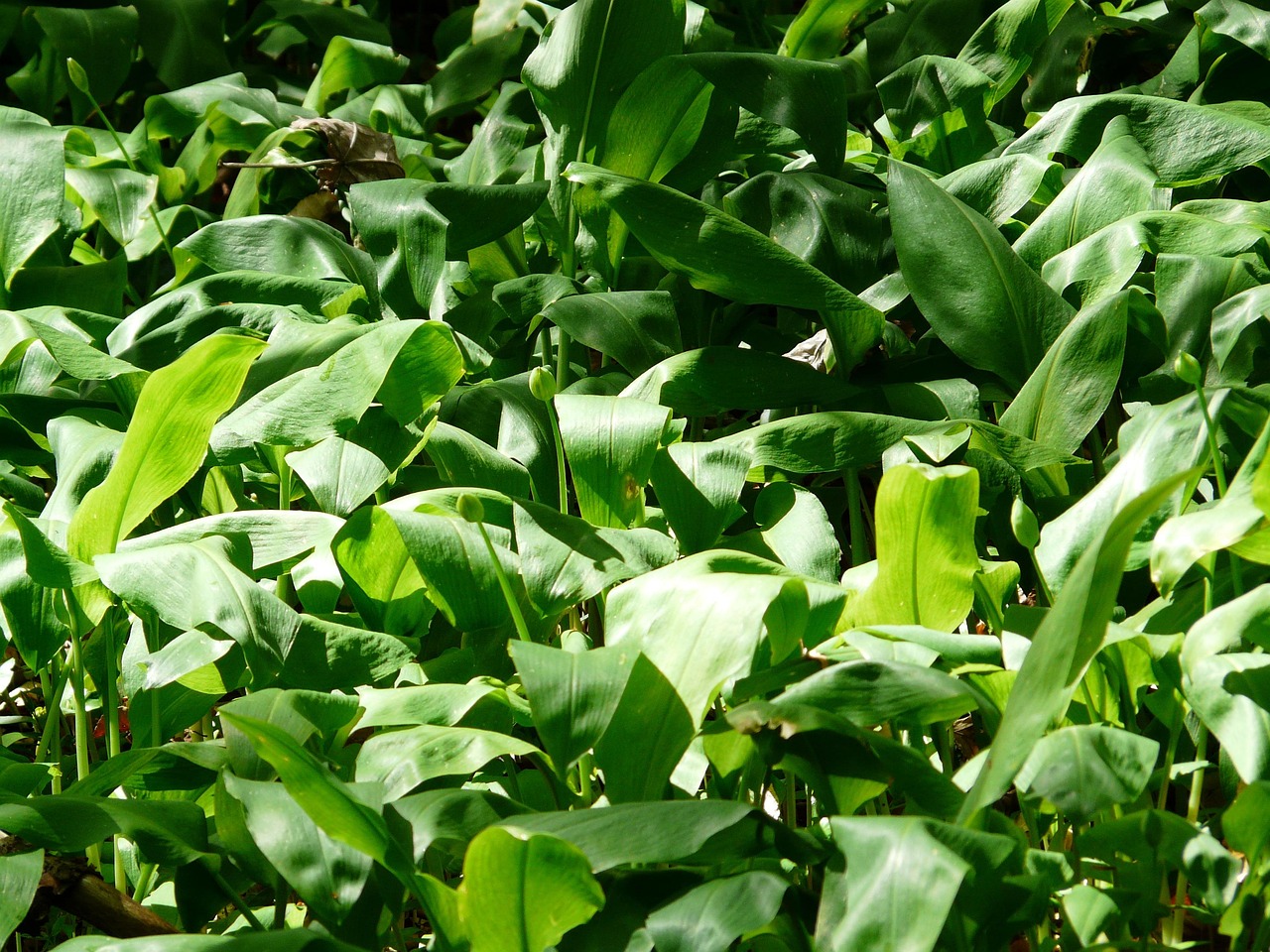 Wild Garlic Leaves Free photo on Pixabay Pixabay