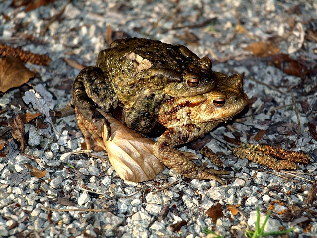 Free Common Toads Toads photo and picture