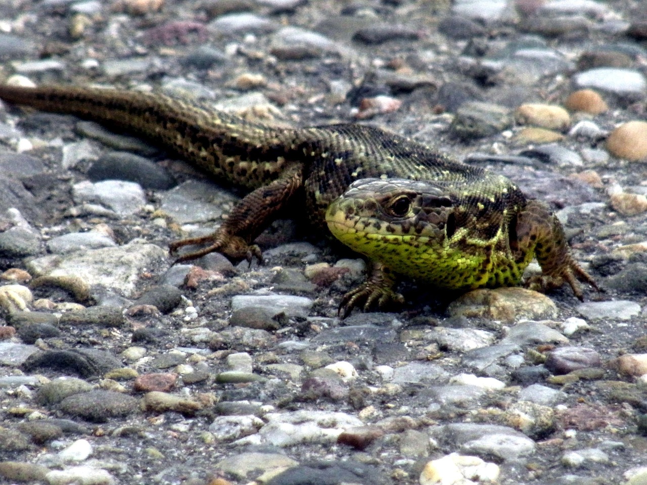 Sand Lizard Reptile Animal Free photo on Pixabay Pixabay