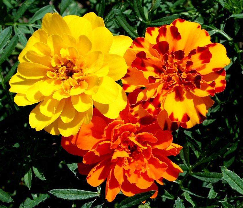 マリーゴールド, 花, 黄色, オレンジ, さび, 花柄, カラフルです
