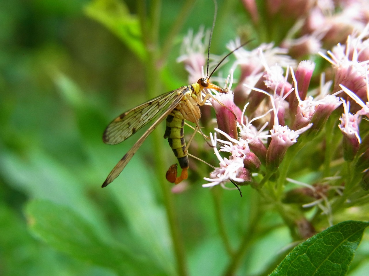 Scorpion Fly - free online jigsaw puzzle photo